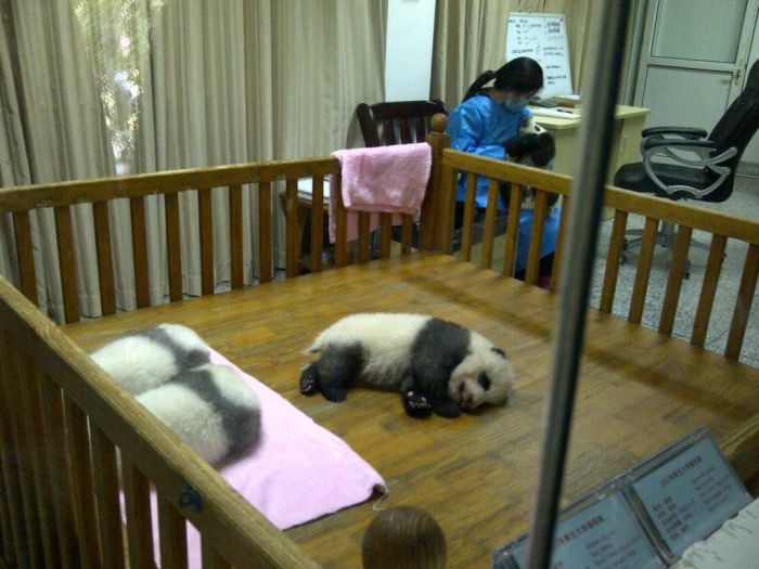 ganz junge Pandabren
